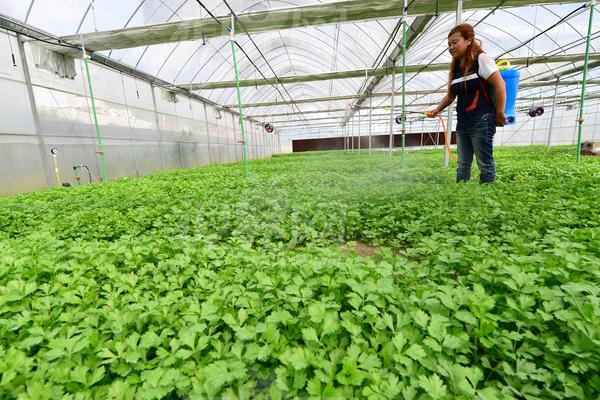 西瓜大棚种植技术大全