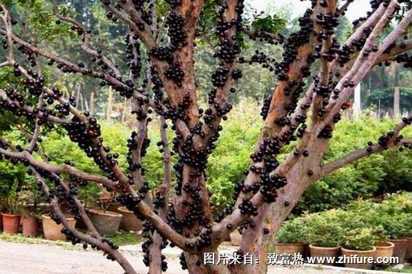 树葡萄种植技术视频