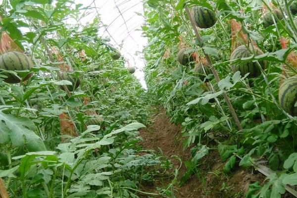 大棚西瓜种植技术视频