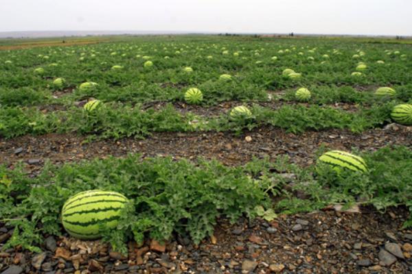 西瓜科学种植管理技术