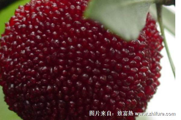杨梅舌是什么病