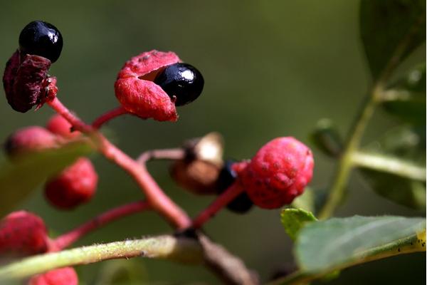 花椒图片大全