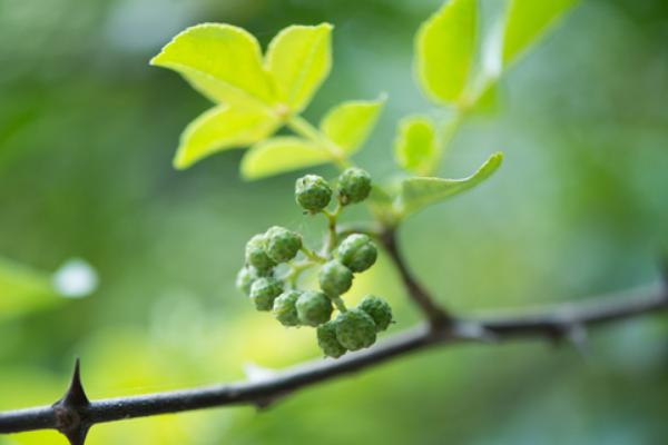 花椒图片大全