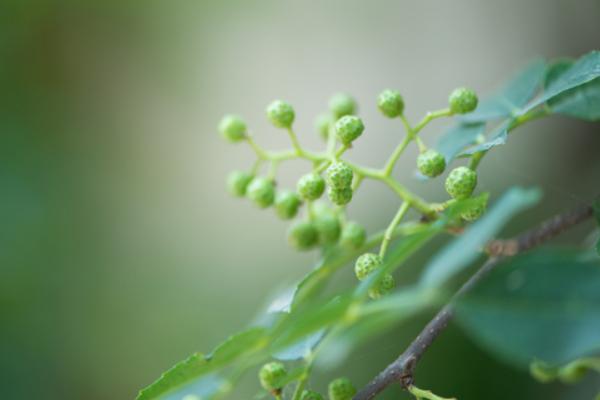 花椒图片大全