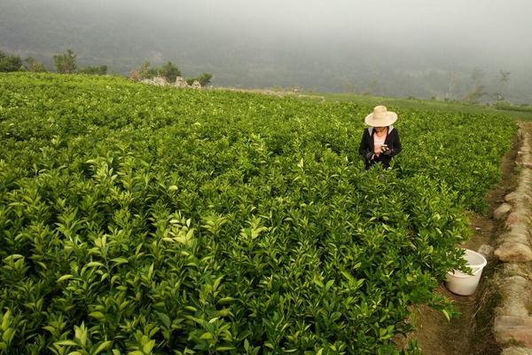 脐橙树苗价格多少钱一株