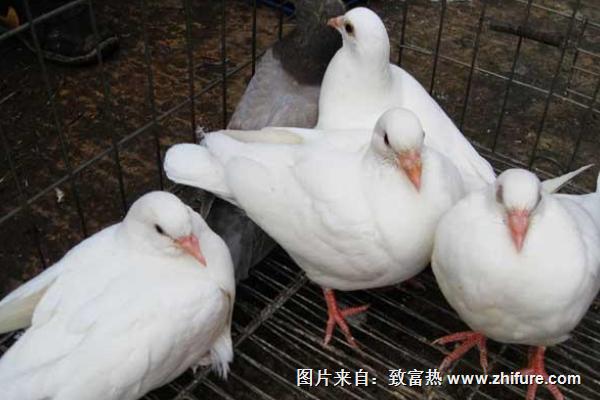 肉鸽养殖技术