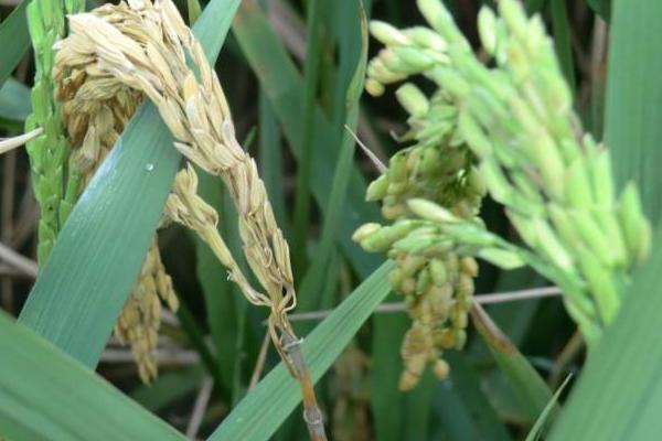 水稻稻瘟病用什么药？