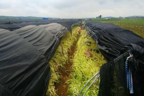 韭黄室内立体种植技术图片