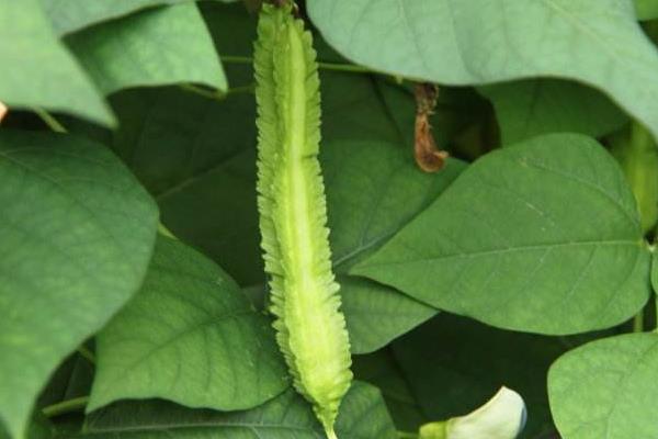 四棱豆什么时候种植（什么季节） 四棱豆种植技术