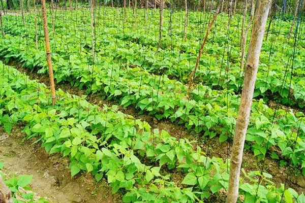 四棱豆什么时候种植（什么季节） 四棱豆种植技术