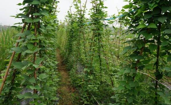 四棱豆什么时候种植（什么季节） 四棱豆种植技术