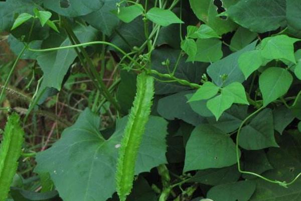 四棱豆每亩可种多少株 四棱豆一亩能赚多少钱