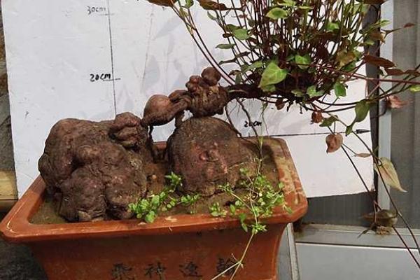 何首乌能不能种家里 何首乌种在家里坏风水吗