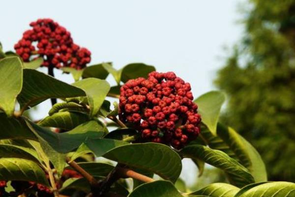 吴茱萸治失眠吗 吴茱萸治口腔溃疡方法