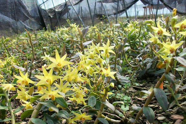 石斛花怎么养