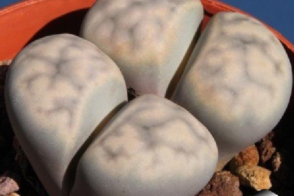 福寿玉多肉怎么养 多肉植物福寿玉养殖方法与注意事项