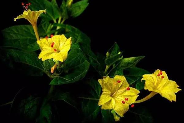 紫茉莉图片大全紫茉莉花语及寓意 致富热