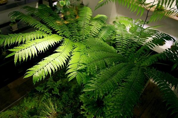 波斯顿蕨繁殖方法波斯顿蕨好养吗 致富热 波斯顿蕨繁殖方法波斯顿蕨好养吗 致富热