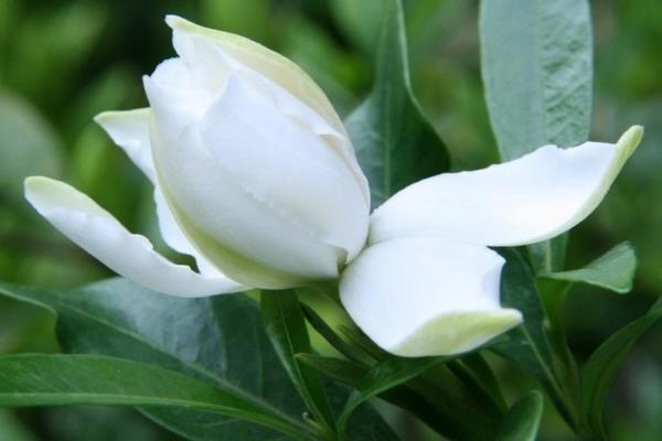 栀子花怎么浇水（多久浇一次）栀子花如何施肥
