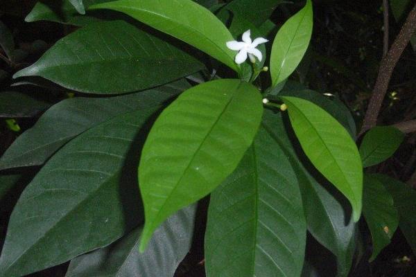 狗牙花风水图片