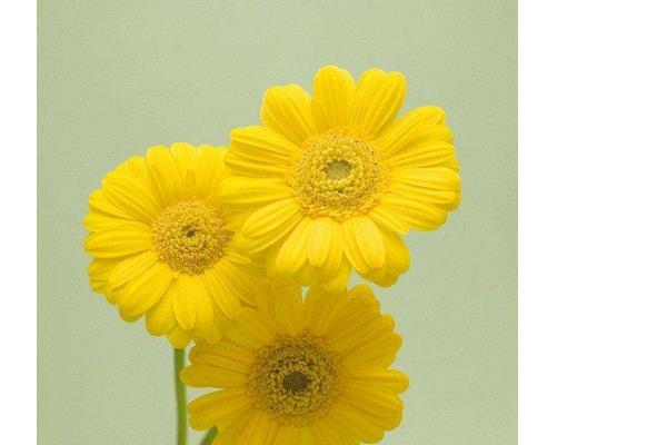 菊花和金银花的区别是什么 菊花和金银花可以一起泡水喝吗