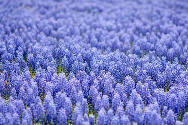 葡萄风信子花海图片