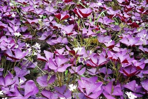 紫叶酢浆草什么时候开花 花期是几月 紫叶酢浆草怎么繁殖 致富热
