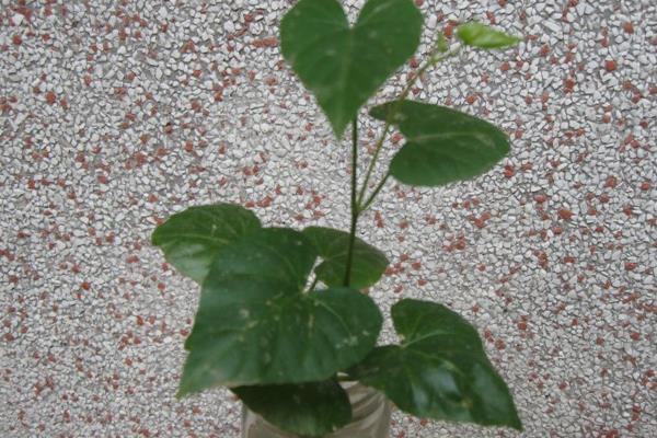 心叶藤怎么浇水（多久浇一次） 心叶藤的施肥方法