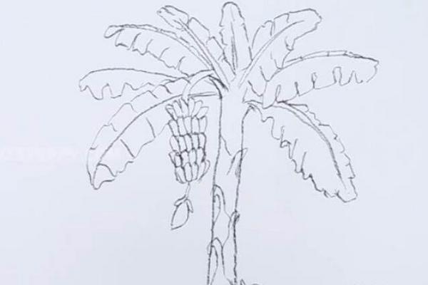香蕉树简笔画图片