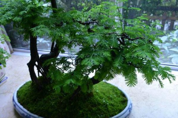 水杉盆景市场价格多少钱一盆  水杉盆景的种植方法