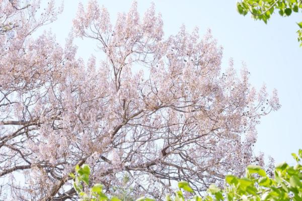 泡桐怎么种  泡桐种植方法与注意事项