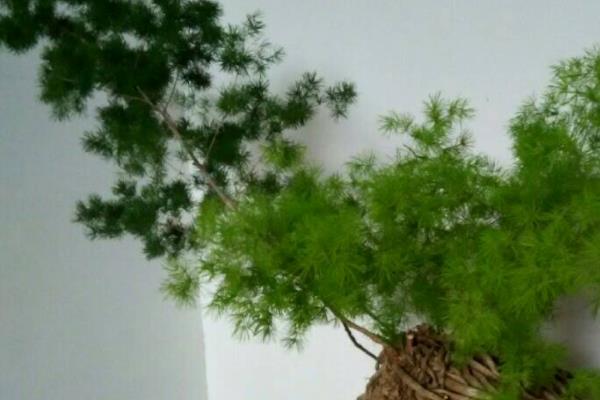 蓬莱松盆景怎么制作  盆栽蓬莱松怎么造型好看