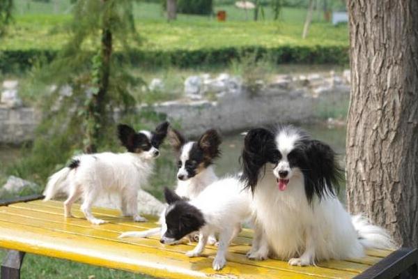 蝴蝶犬市场价格多少钱一只蝴蝶犬为什么那么便宜 致富热 蝴蝶犬市场价格多少钱一只蝴蝶犬为什么那么便宜 致富热