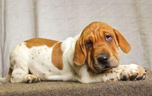 巴吉度犬吃什么 巴吉度犬怎么训练
