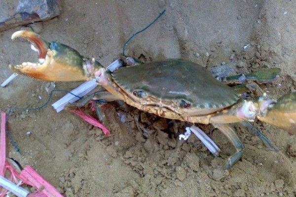 锯缘青蟹市场价格多少钱一斤 锯缘青蟹产地在哪里