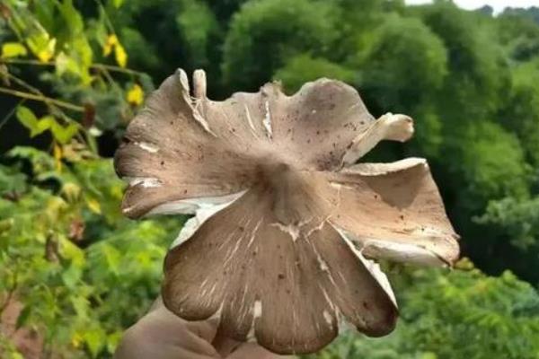 斗鸡菇怎么种 斗鸡菇种植技术与注意事项