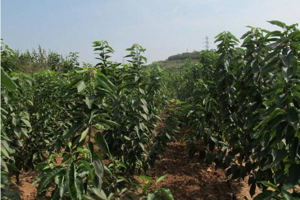 樱桃树施什么肥好 樱桃树施肥时间表
