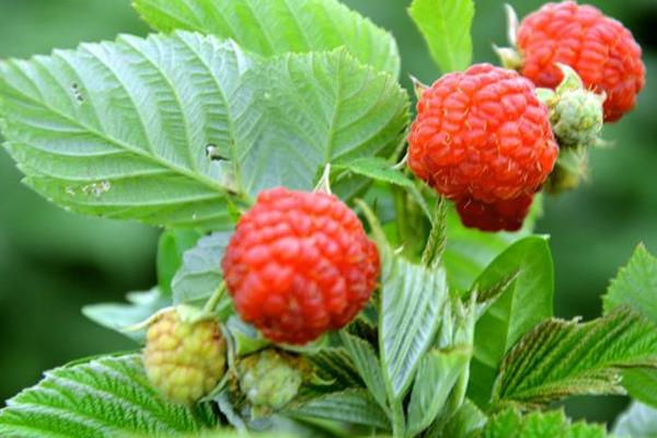 树莓苗怎么种树莓种植技术 致富热