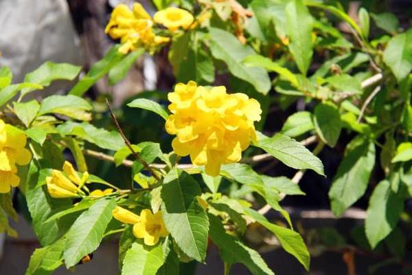 黄钟花怎么种 黄钟花种植方法与注意事项