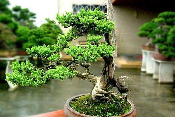 柏树盆景适合放家里吗柏树盆景制作方法 致富热