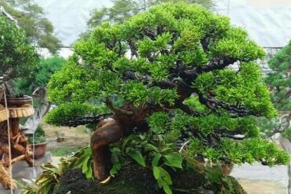 柏树盆景适合放家里吗柏树盆景制作方法 致富热