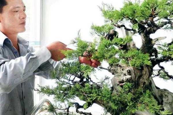 柏树盆景适合放家里吗柏树盆景制作方法 致富热