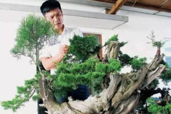 柏树盆景适合放室内吗柏树盆景制作方法 致富热