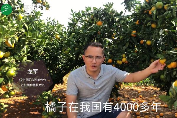 橘子的产地有哪些
