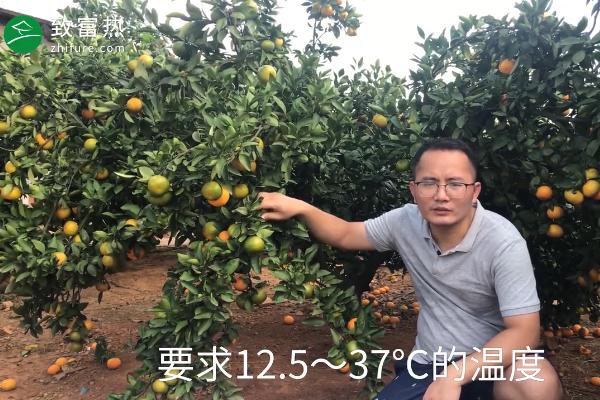 橘子的产地有哪些