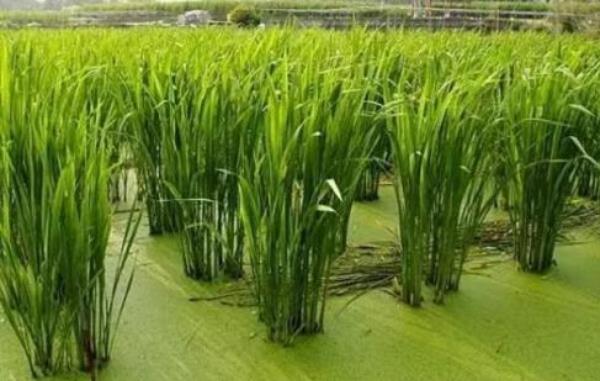 茭白种苗价格多少钱一斤 茭白的种植条件