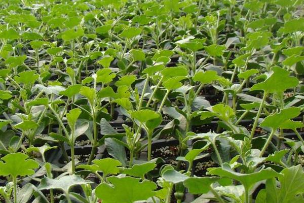 西瓜苗怎么培育和种植 致富热