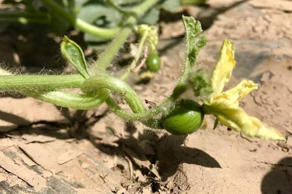 西瓜苗怎么培育和种植 致富热