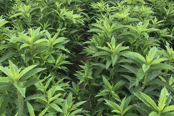 地参种植条件和方法，南方全年可种，北方4月种