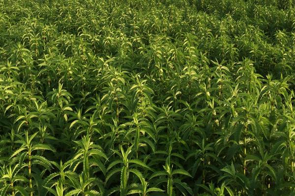 地参种植条件和方法，南方全年可种，北方4月种
